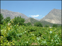 انگور باغ
