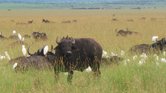 Buffalos