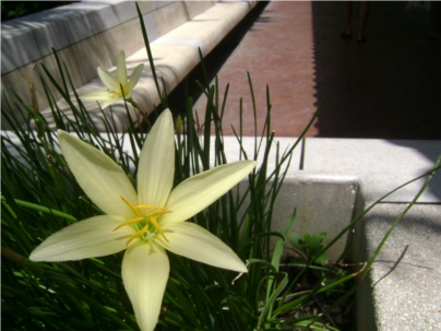 Flower1_RE.JPG