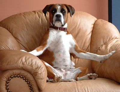 Boxer dog Wilma