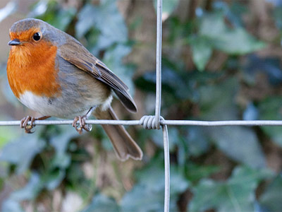 robin_square.jpg