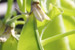 Pea plants
