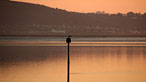 Llanelli