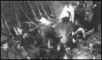 Allied troops