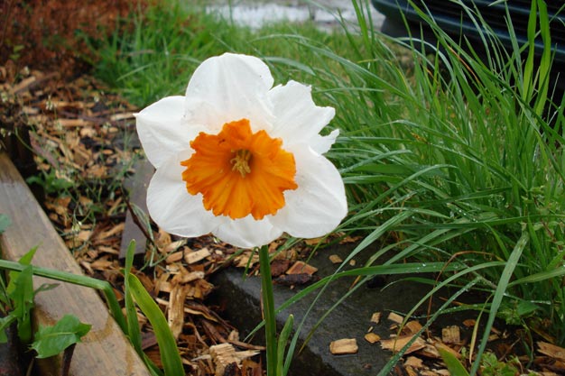 Daffodil