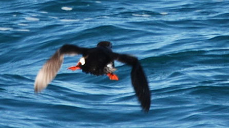 puffin_wing.jpg