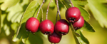autumn berries