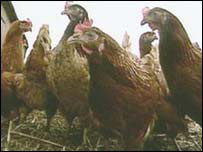 Some Hens