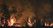 Areas of the Amazon cleared by "slash and burn"