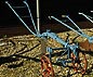 Ransomes Plough
