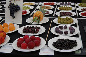 plates_fruit.jpg
