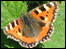 Butterfly by Jack Bainbridge
