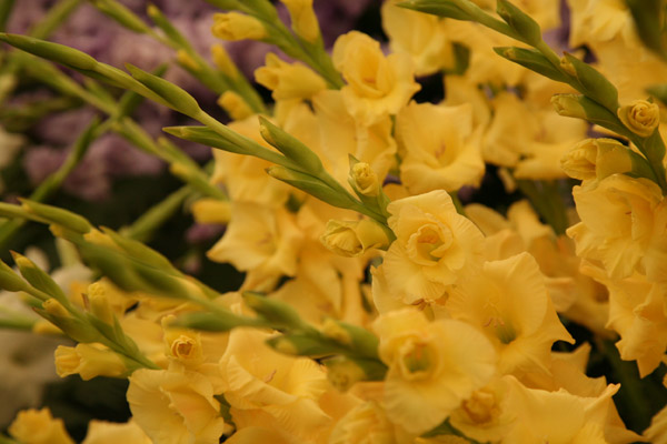 Gladiolus