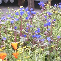 Phacelia campanuloides