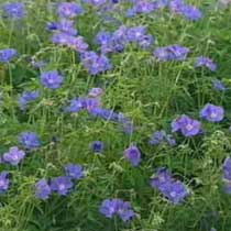 Geranium