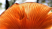 A fan mushroom by Anthony Thomas
