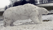 Polar bear