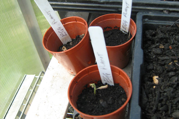 Eggplants