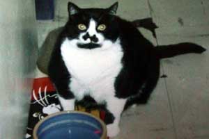 Sharon has a little problem with her cat...