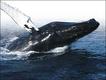Foto: New England Aquarium