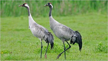 Cranes c/o rspb