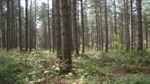 Fritton Woods...