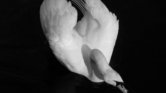 Swan