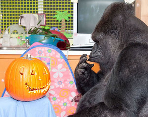 kokogorilla.jpg