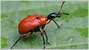 Beetle c/o Margaret Holland