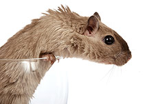 A rat