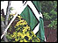 flying the flag