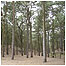 Pines
