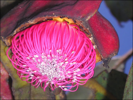 Eucalyptus brandiana. Foto: Natasha Moore, Kew Gardens