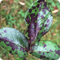 Blackspot on rose