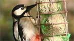 Greater spotted woodpecker. Photo: Irene Smith