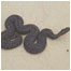 Adder c/o Nsatural England and Peter Wakely
