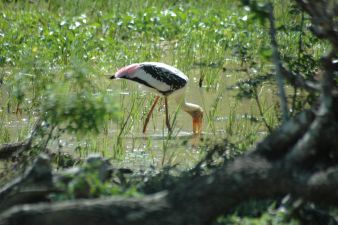 painted crane