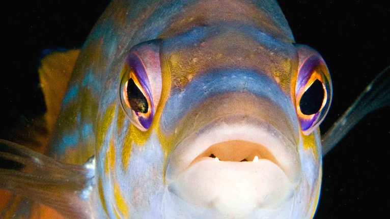A cuckoo wrasse by Tim Moran 