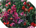 Hardy annuals