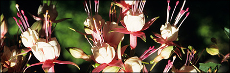 Fuchsia