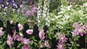 The Cottage Garden