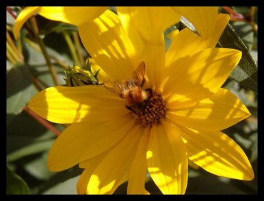 Bumbles