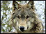 Torak wolf