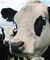 A cow