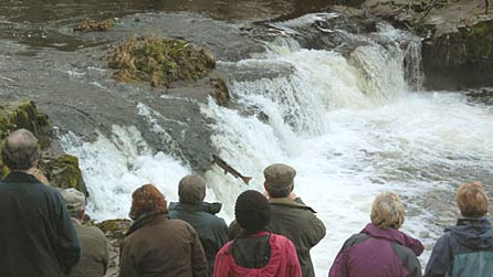 people-watching-salmon446.jpg