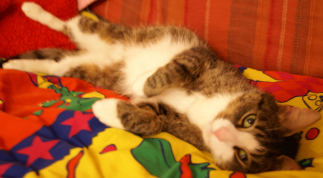 Relaxed cat.