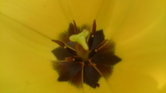 Yellow Tulip...
