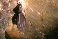 Ystlum mewn ogof