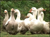 Goose for Christmas