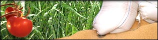 GM crops